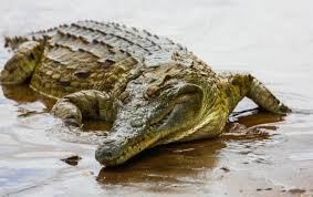 Photo of a crocodile laying in wet sand