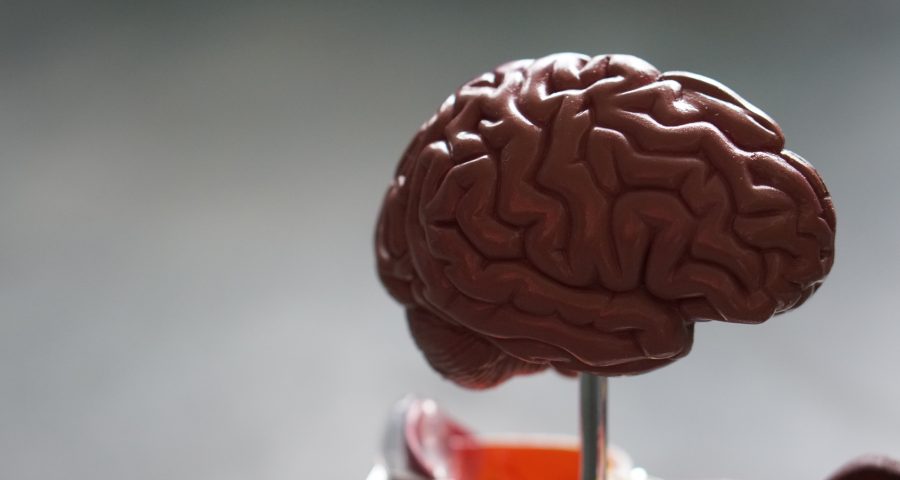 a model brain on a metal stick
