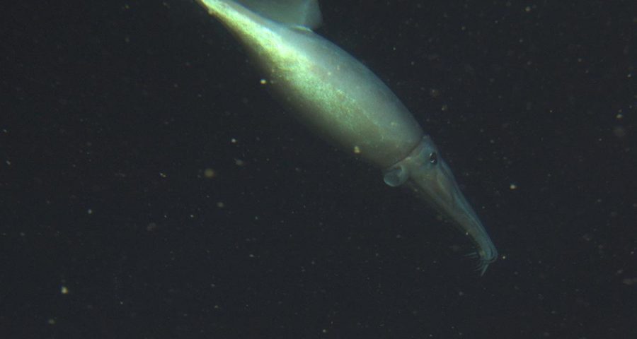 photograph of a humboldt squid swimming in the deep ocean