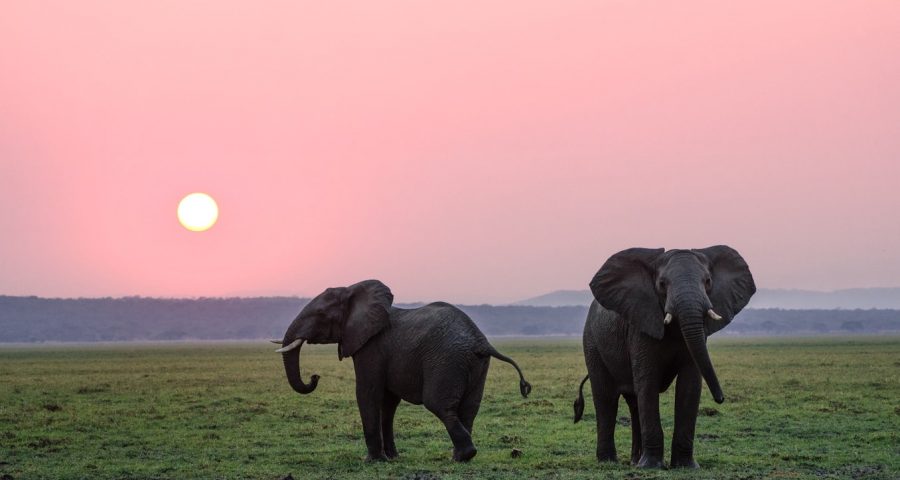 Two elephants at sunset