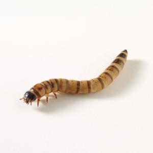 A small tan and black Superworm