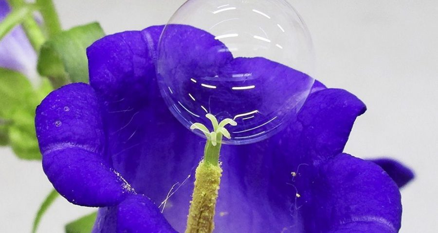 Bubble resting on top of flower pistil