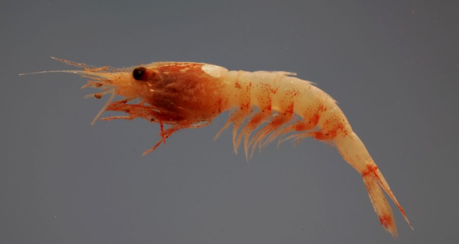 A deep-sea shrimp on a black background