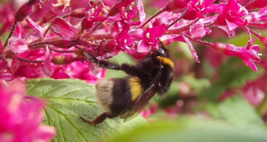 Bumblebee crawling on a pink flower