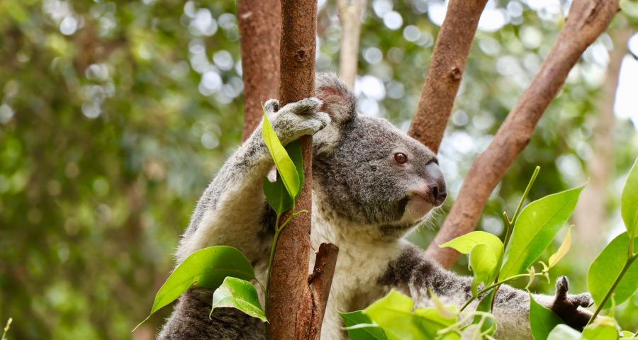 A koala bear sitting in a tree grabbing a branch