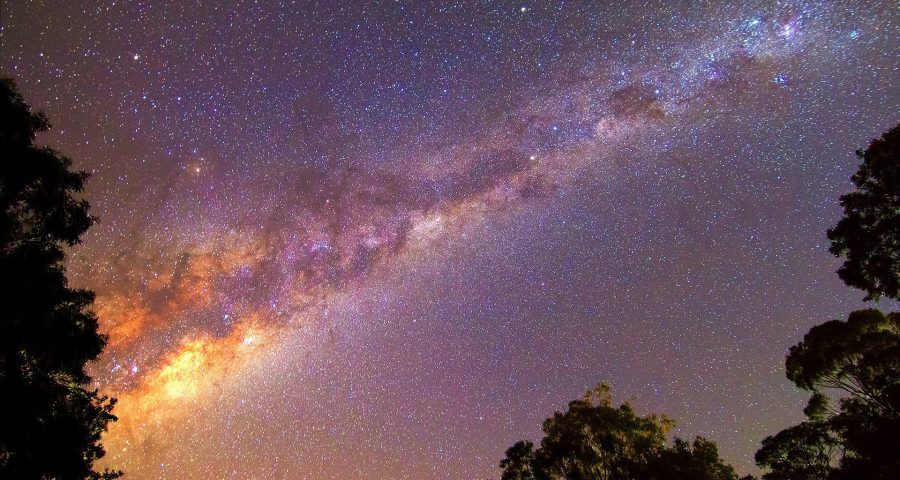 The Milky Way and many stars shine through trees