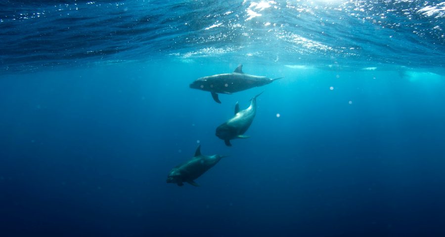 Three dolphins swimming just under the surface of the water.