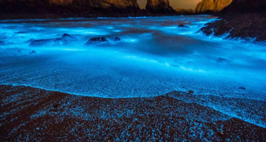 Bioluminescence in the coast