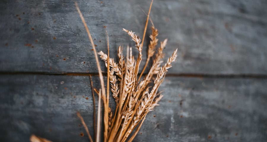 Dried wheat stalks against a wood background