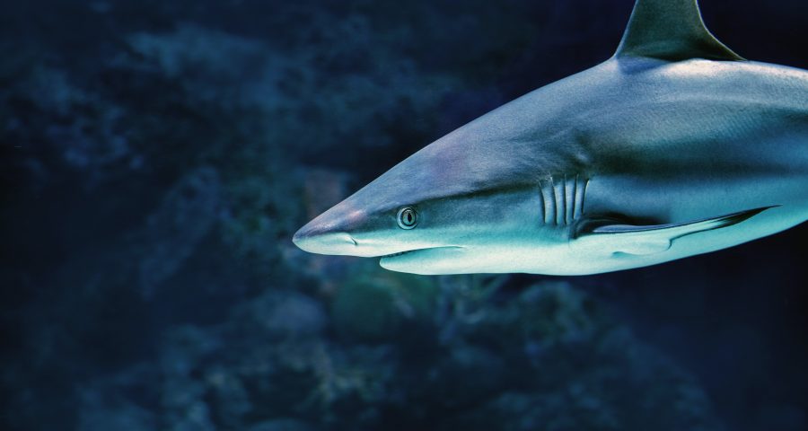 A grey reef shark's head, dorsal fin, and pectoral fin with some blurred rocks in the background