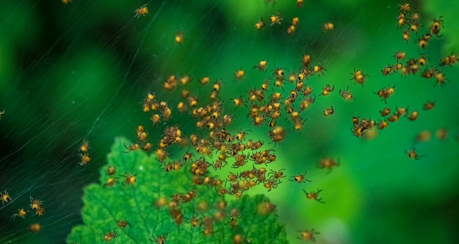 A handful of baby spiders crawling on a web