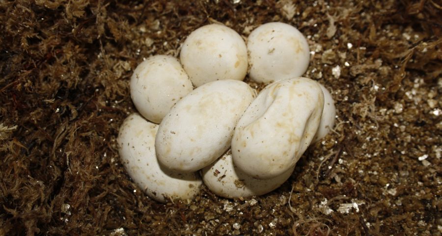A clutch of soft-shelled snake eggs surrounded by dirt