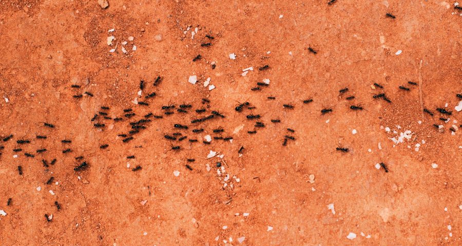 An areal shot of a group of black ants on red dirt.