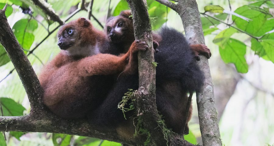Two lemurs cuddling