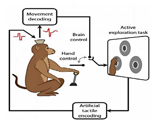 Scheme showing a monkey activating controller with its hand and its brain decoding the movement