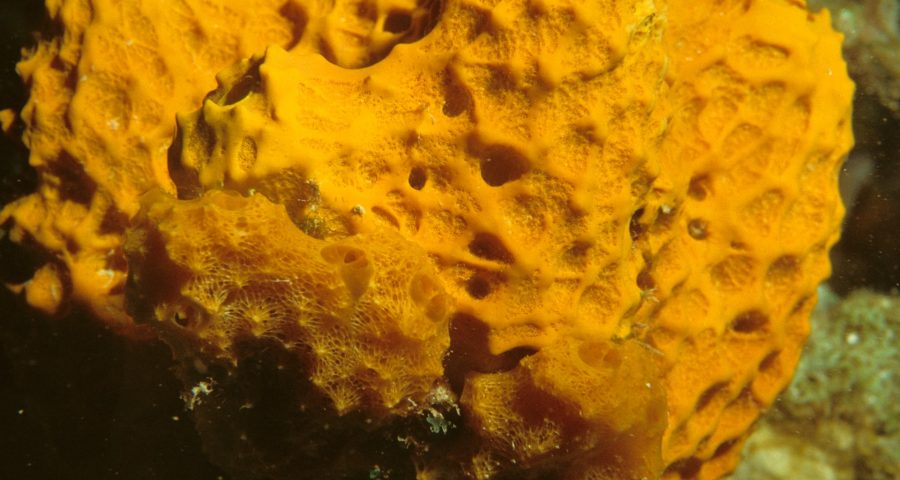 Sponge in the ocean