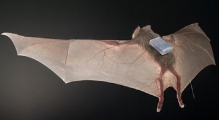 Vampire bat with device attached to its back