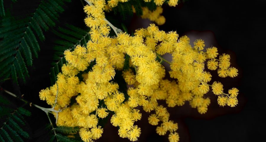 Branch of mimosa tree with yellow mimosa flowers