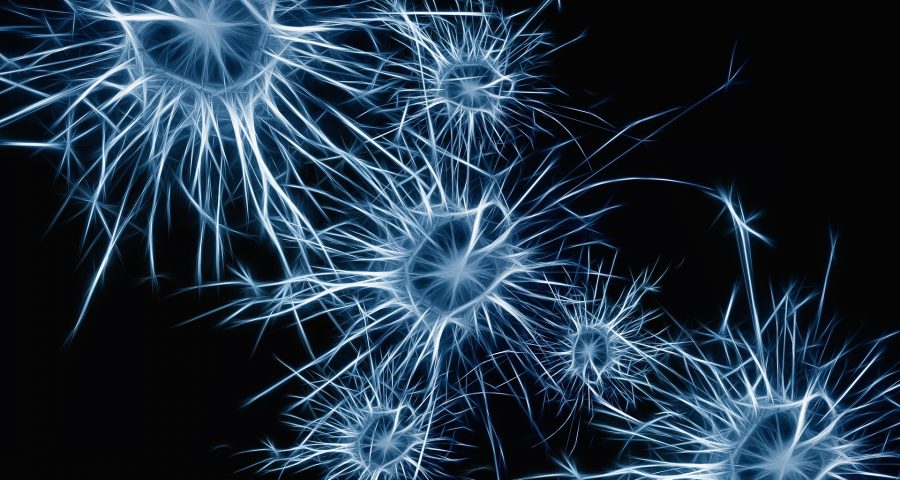 Neuronal connexions