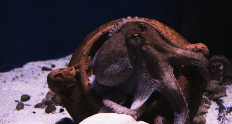 Brown octopus