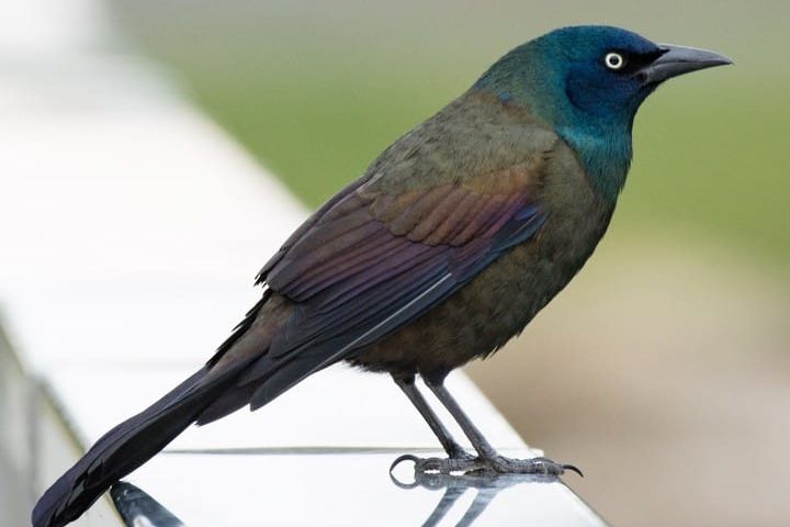 Common adult grackle (dark bird with gren/blue head)