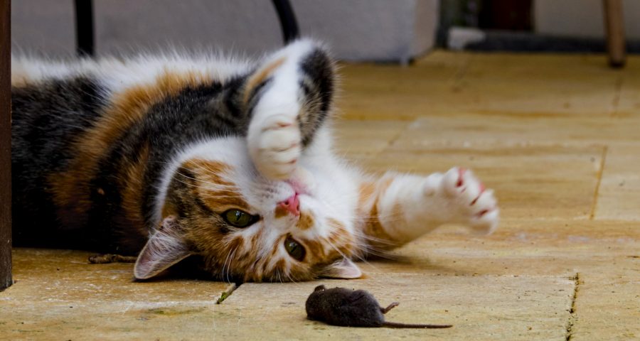 Cat with a mouse as a prey next to it