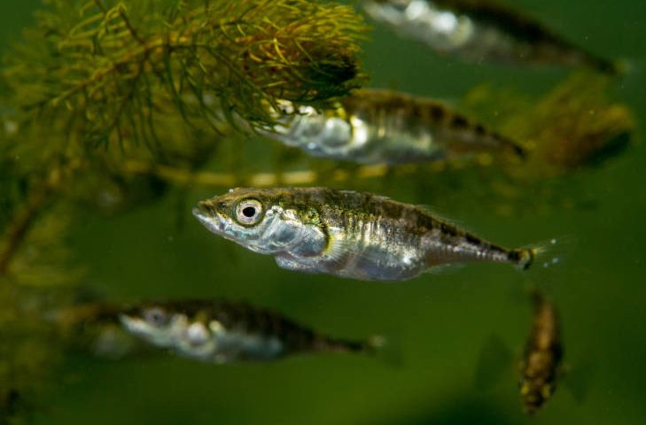 Threespine Stickleback fish swimming