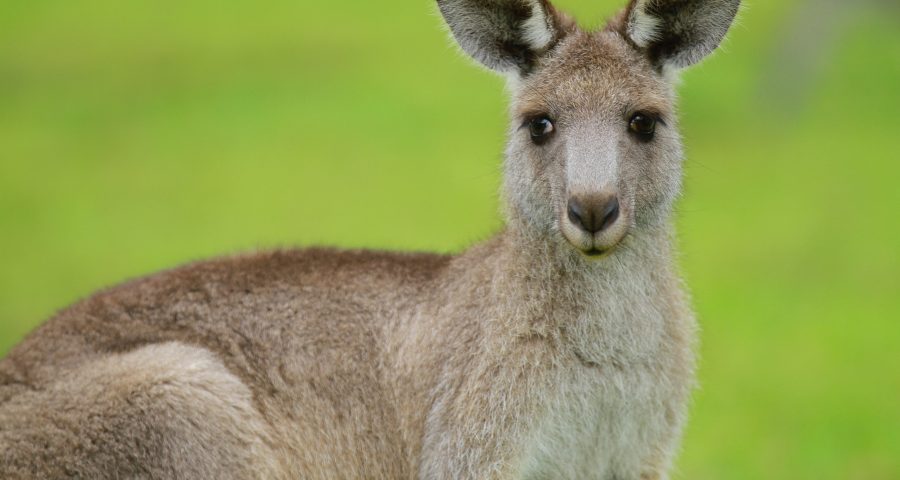 Brown kangaroo looking at the camera on a grass field during day time