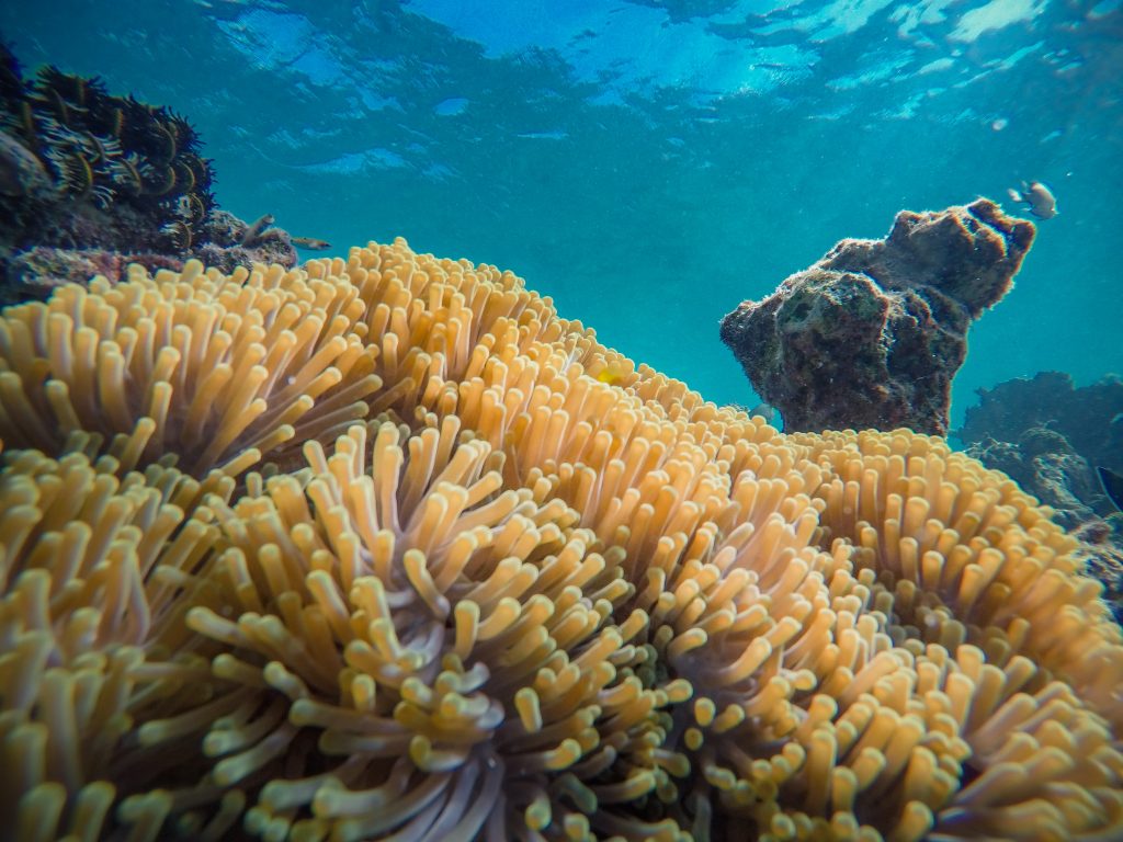 Coral reefs in ocean