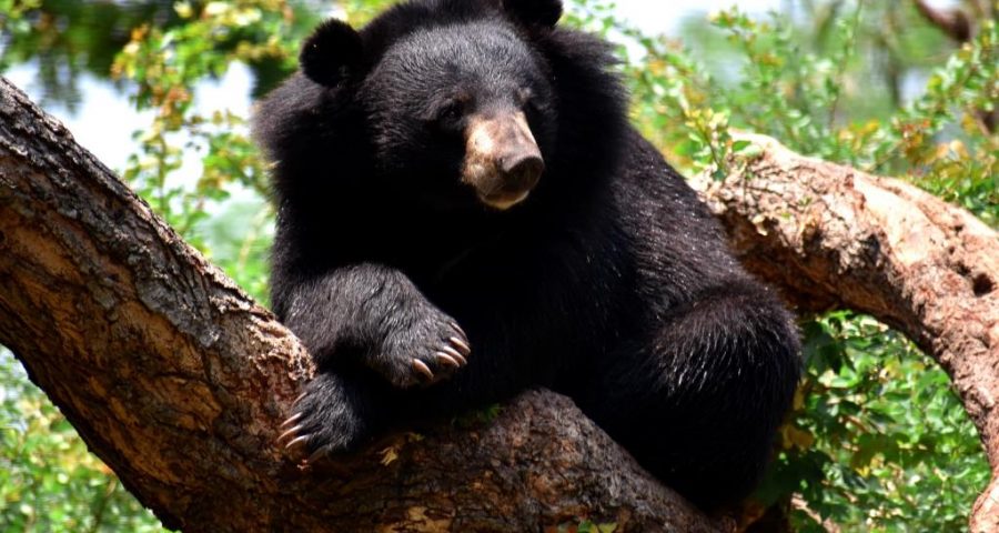 Image of black bear (Ursus thibetanus)
