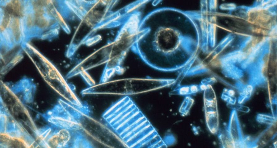 Assorted diatoms as seen through a microscope.