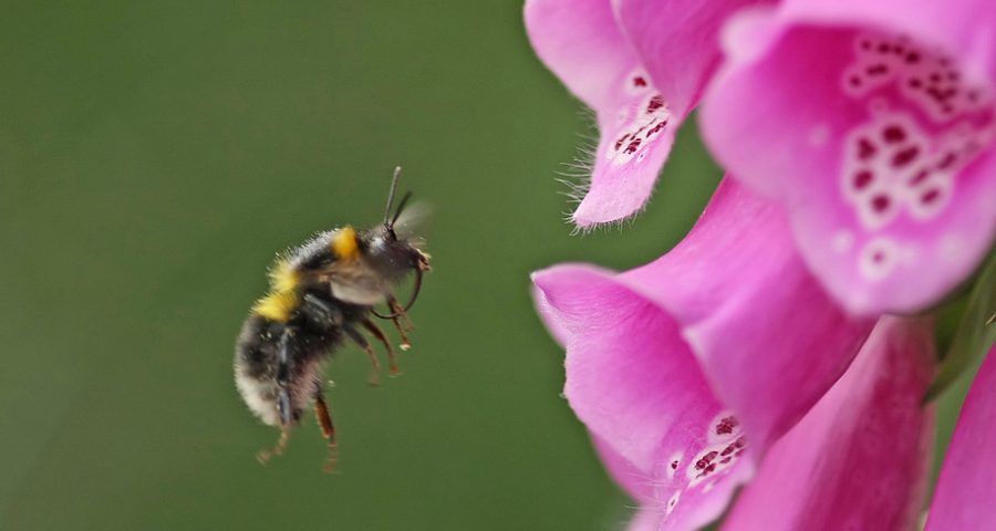 Bee flying to Foxglove flower.
